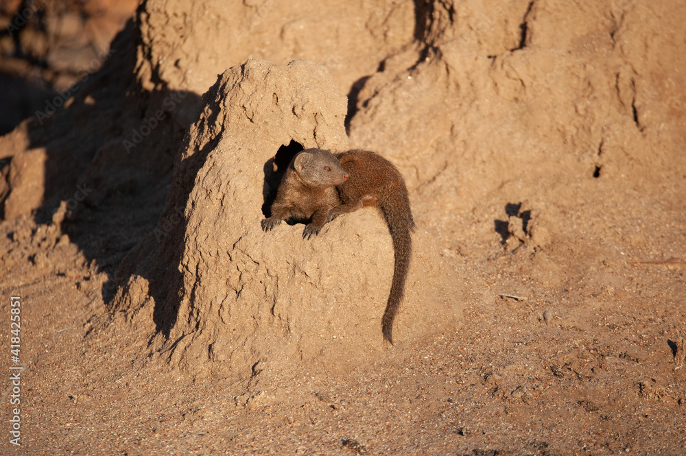 Fototapeta premium Dwarf Mongoose seen on a Termite mound on a safari in South Africa