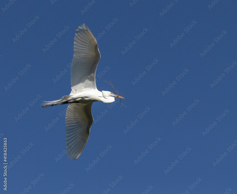 Great egret bringing in nesting material to rookery, Florida, USA. Great egret bringing in nesting material to rookery, Florida, USA.