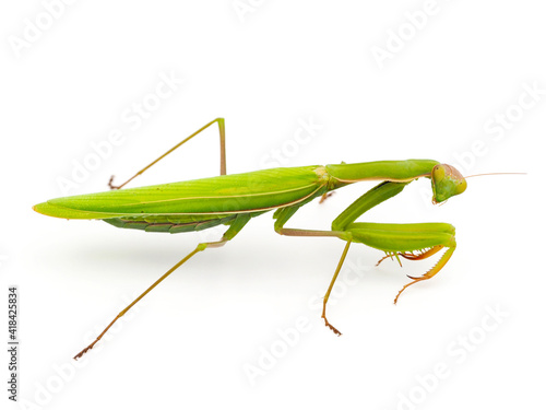 Praying mantis isolated on white background, Mantis religiosa