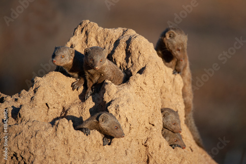 Dwarf Mongoose seen on a Termite mound on a safari in South Africa