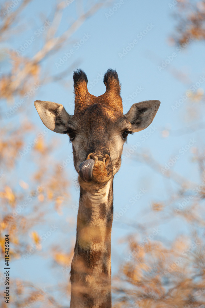 Southern Giraffe seen on a safari in South Africa