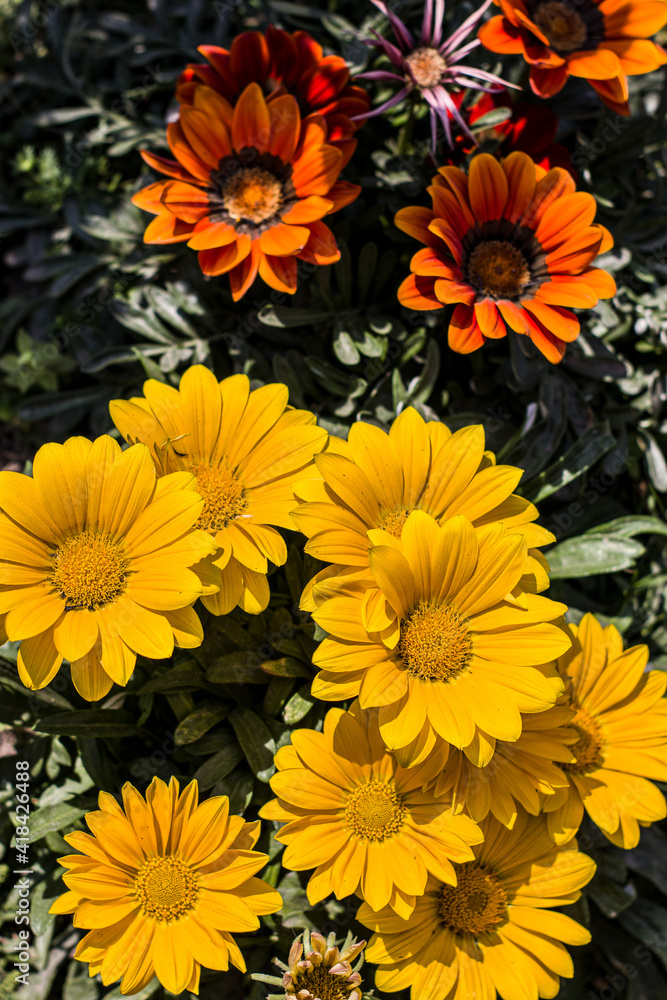flores1 flores1