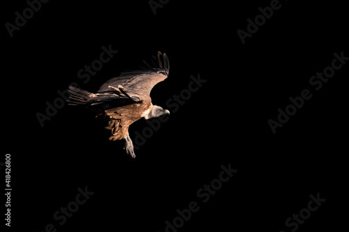 Aterrizaje de buitre leonado en clave baja - Murcia (España) photo