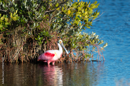 A Roseate Spoonbill standing in water against a bush