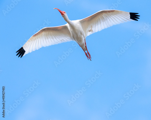 A white Ibis, flying with wings open and black wing tips