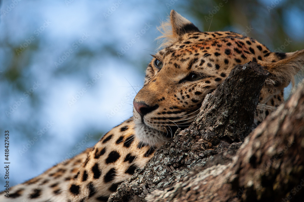 Obraz premium A wild Leopard seen on a safari in South Africa
