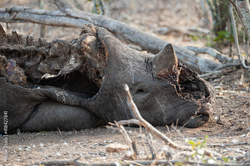 The remains of a poached White Rhino, it’s front horn chopped off with an axe, seen on a safari in South Africa