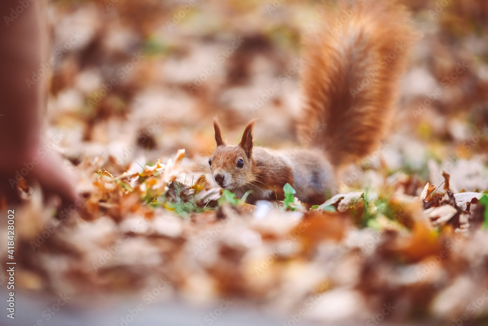 A squirrel on a background of leaves goes to the hand. A squirrel on a background of leaves goes to the hand.