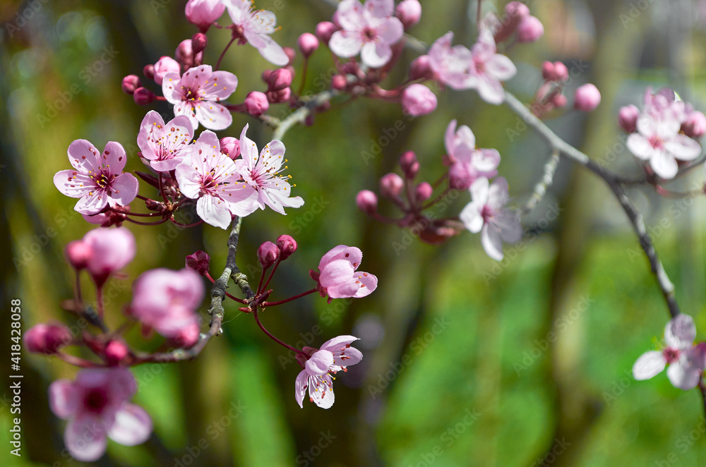 A close up of beautiful pink cherry blossom flowers. Cherry blossom tree branches on spring day in El Bolson, Rio Negro, Argentina