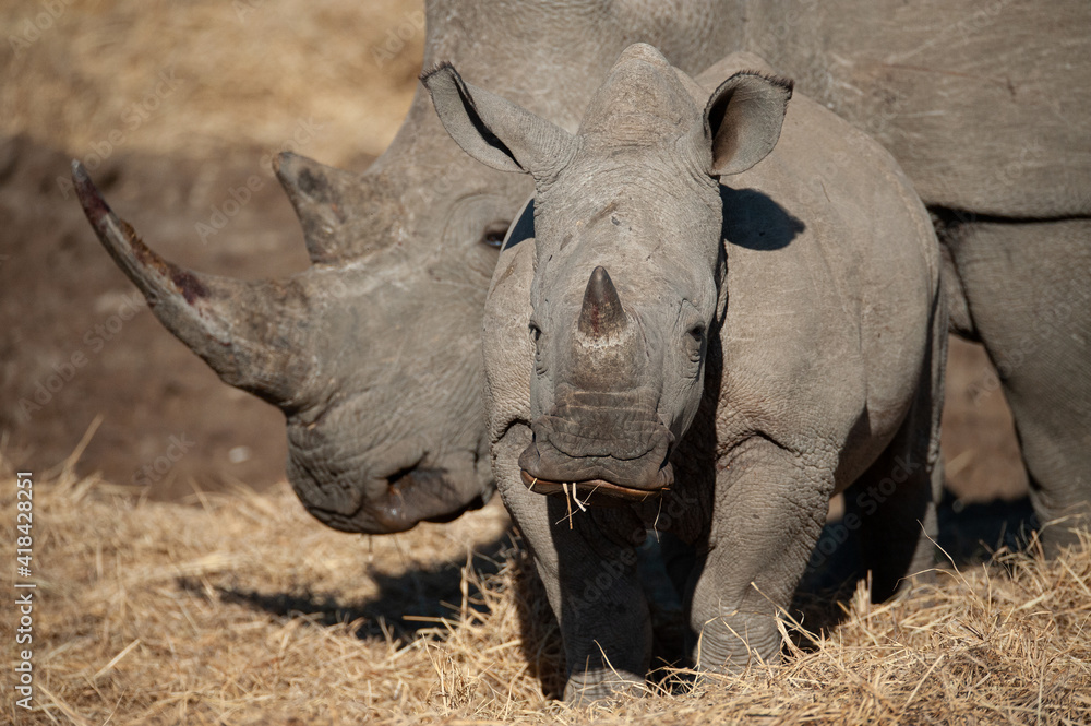 Fototapeta premium A Young White Rhino seen on a safari in South Africa