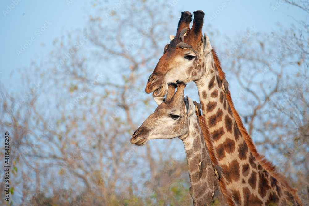 Southern Giraffe seen on a safari in South Africa Southern Giraffe seen on a safari in South Africa