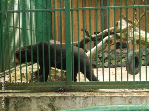 sun bear (Helarctos malayanus) is a species in the family Ursidae occurring in the tropical forests of Southeast Asia 
stockily built, with large paws, strongly curved claws, small rounded ears and a  photo