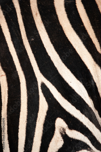 zebra skin texture