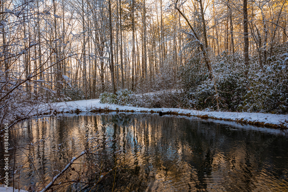 Snowy winter scene of pond and trees at dawn