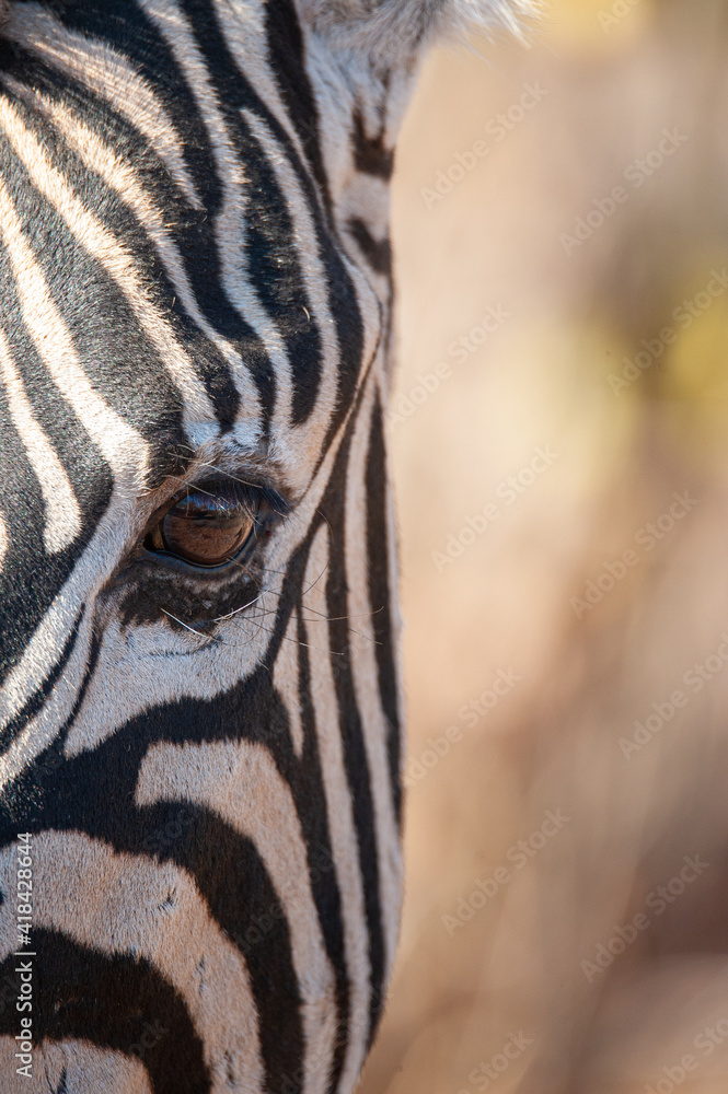 Fototapeta premium A Zebra seen on a safari in South Africa