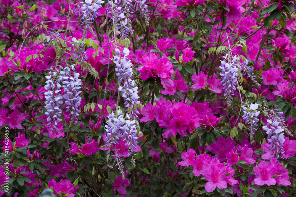 USA, Georgia, Savannah. Azaleas and wisteria in bloom in the spring.