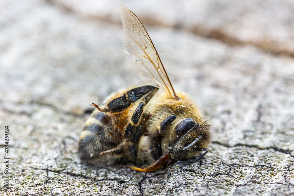 eine tote Biene liegt auf Holz, Nahaufnahme