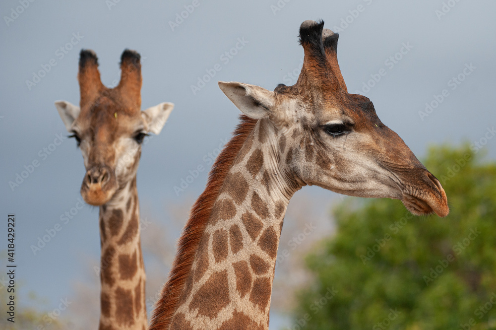 Southern Giraffe seen on a safari in South Africa Southern Giraffe seen on a safari in South Africa