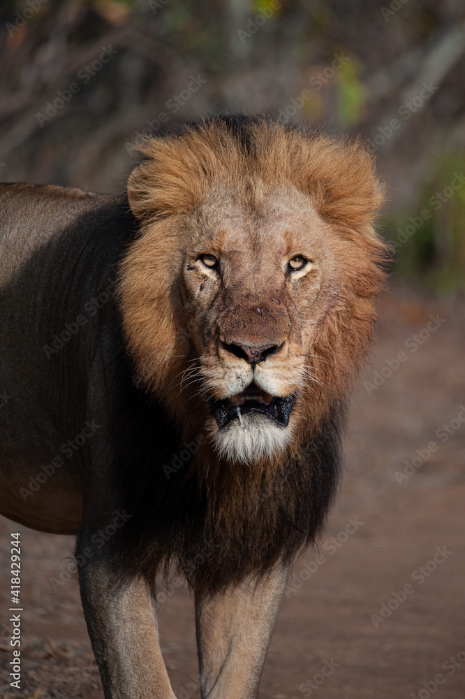 Obraz premium A Male Lion seen on a safari in Kruger National Park in South Africa