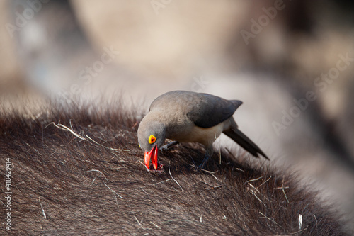 Foto Red Billed Oxpecker seen on a Buffalo on a safari in South Africa