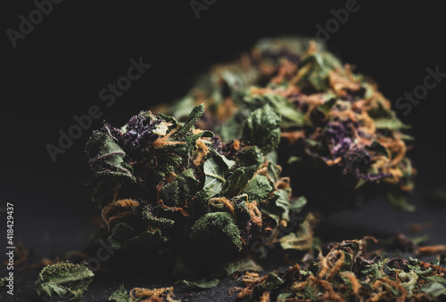 Purple Haze Cannabis Marijuana Dry Buds