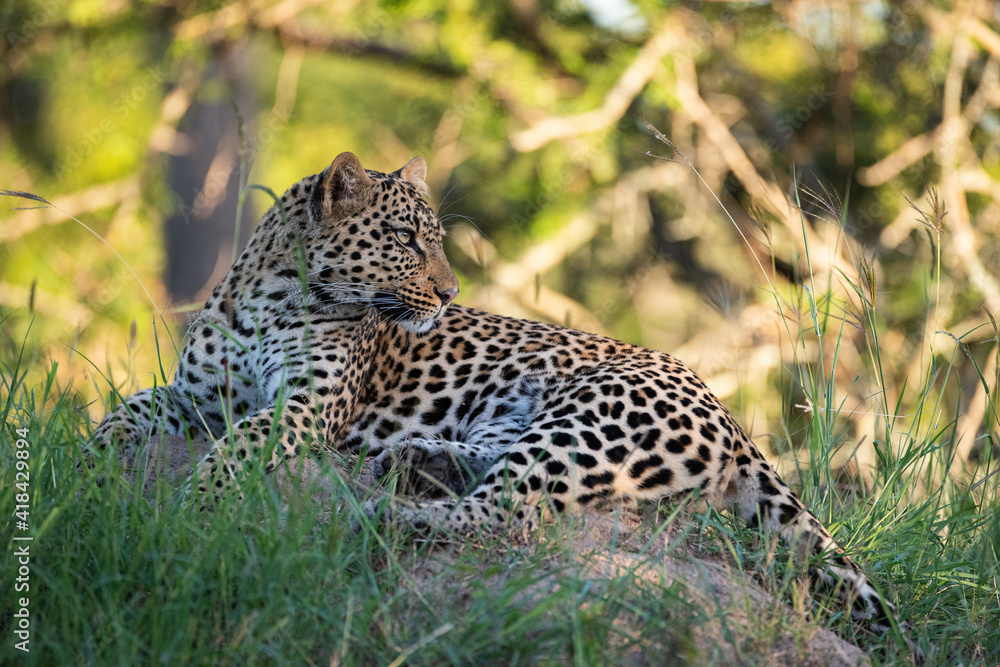 A wild Leopard seen on a safari in South Africa A wild Leopard seen on a safari in South Africa