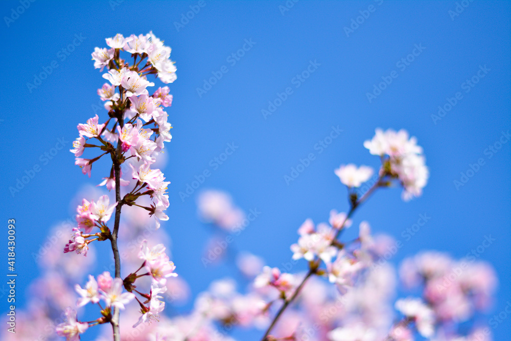Kirschblüten im Frühling bei strahlendem blauen Himmel Kirschblüten im Frühling bei strahlendem blauen Himmel