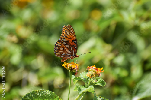 butterfly on flower