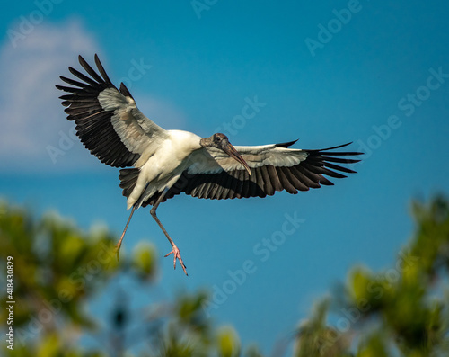 Wood stork flies in for a landing to rookery