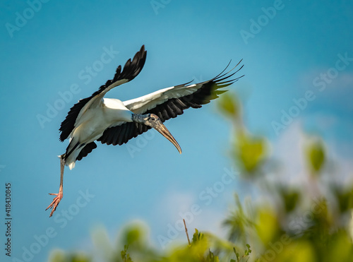 Wood stork flying and coming in for a landing