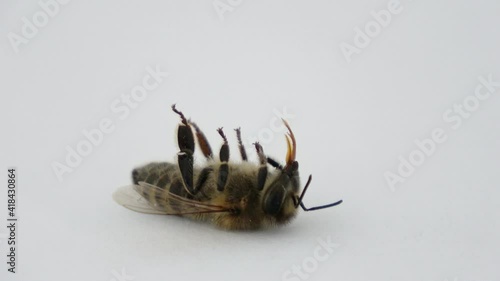 eine tote Biene vor weißem Hintergrund