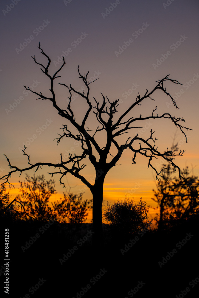 An African sunset scene on a safari in South Africa An African sunset scene on a safari in South Africa