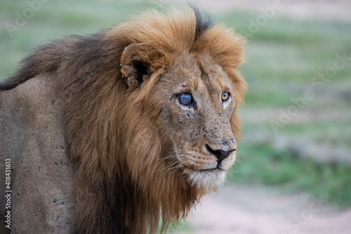 A Male Lion seen on a safari in Kruger National Park in South Africa