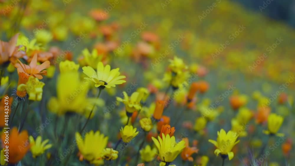 Close-up of lush, orange and yellow blooming wildflowers in a sunny, warm spring hill during a superbloom with a focal transition from the foreground to the background - Los Angeles, California