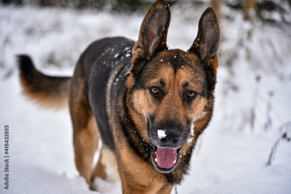 German shepherd playing outdoor in snow. German shepherd playing outdoor in snow.