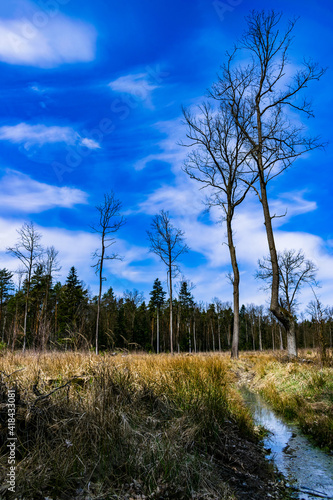 Fototapeta Naklejka Na Ścianę i Meble -  polana w lesie