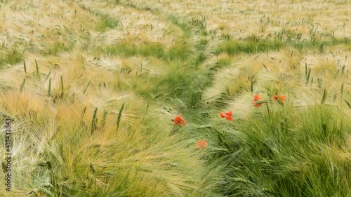 Obraz czerwone maki wśród kłosów zboża