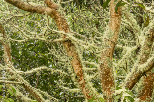 USA, Hawaii, Hakalau Forest National Wildlife Refuge. Moss-covered tree. photo