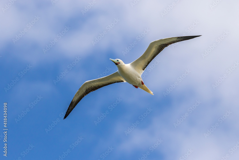 USA, Kauai, Kilauea Point National Wildlife Refuge. Red-legged booby flying. USA, Kauai, Kilauea Point National Wildlife Refuge. Red-legged booby flying.