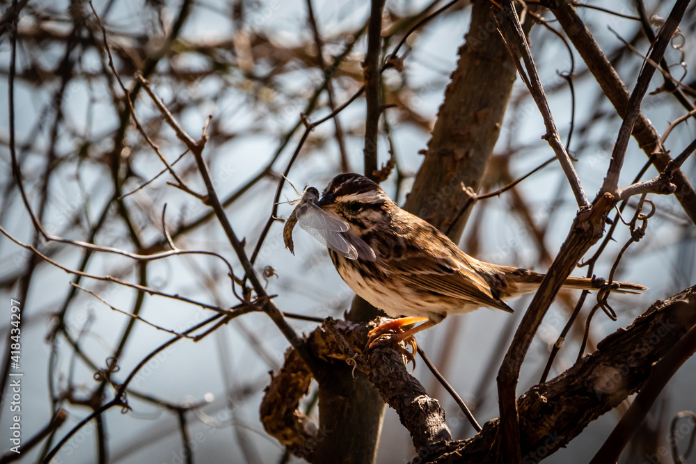 sparrow on a branch sparrow on a branch