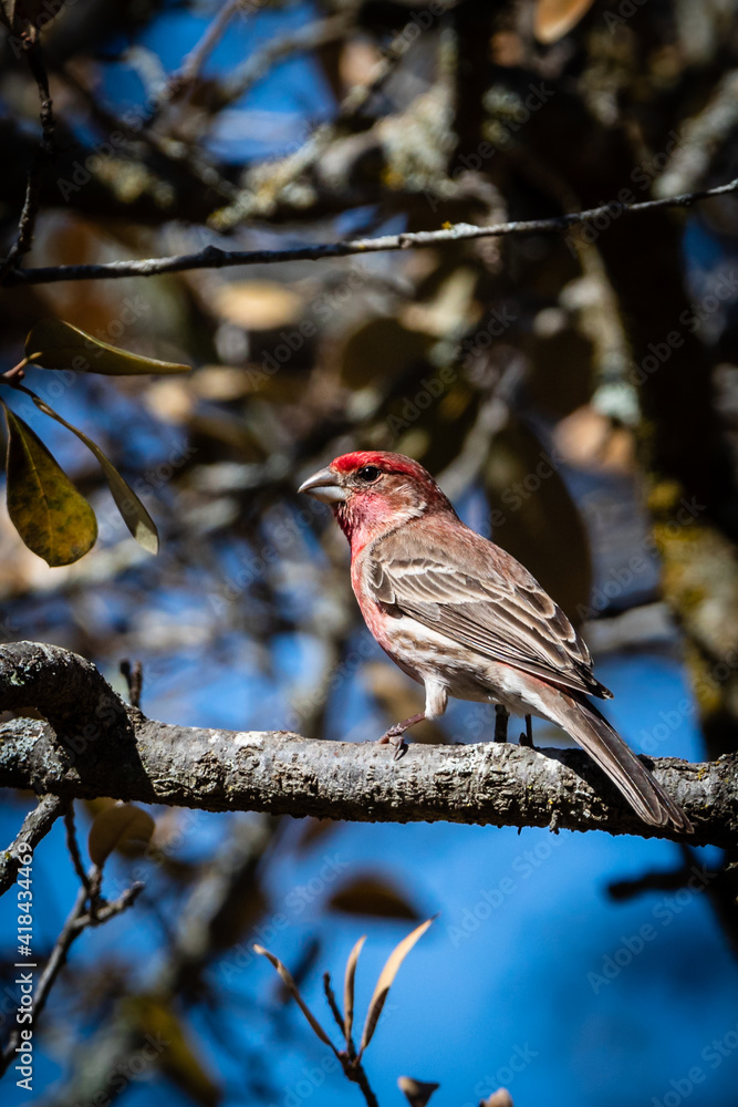 house finch on a branch house finch on a branch