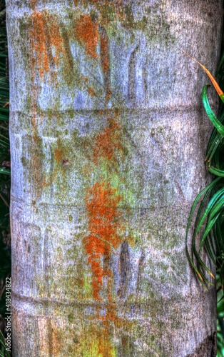 Trunk of palm tree with lichen, McBryde Garden, Kauai Hawaii photo