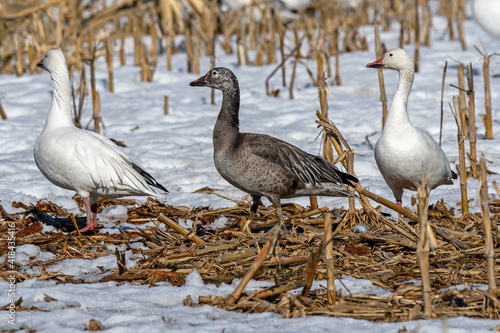 Dark juvenile or blue morph Snow goose feeding in a corn field during the spring migration at Middle Creek Wildlife Management Area. Distinguished from other dark geese by uniform dark gray color.