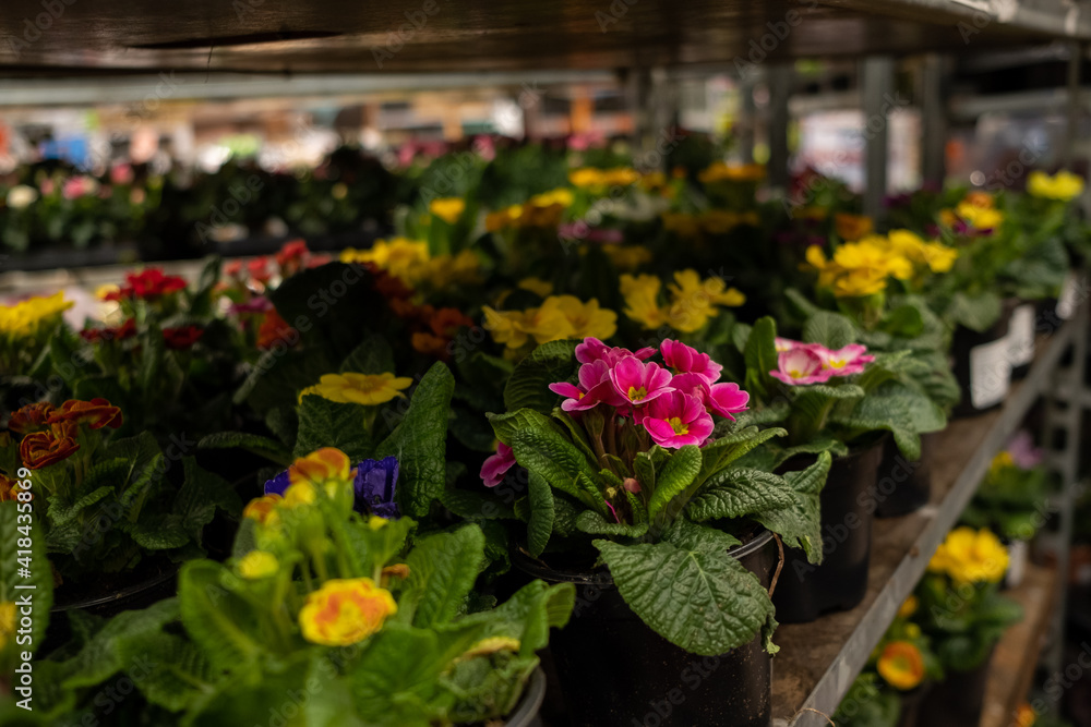 Selective focus on multicolored primrose flowers in pots on a rack in a garden store. Sale of garden flowers before the start of the spring season.