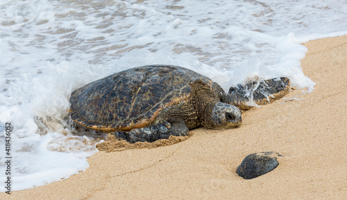 Green sea turtle haul-out, Ho'okipa Beach Park, Maui, Hawaii.