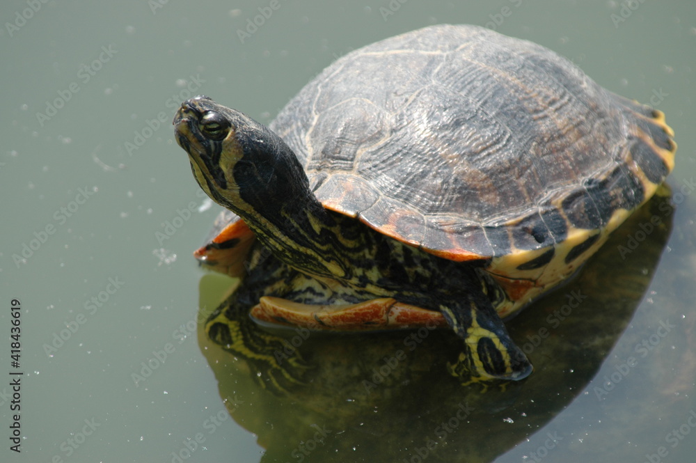 Fototapeta premium 池のカメ