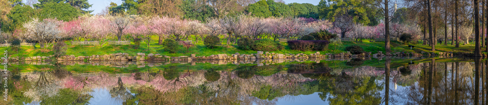 Spring plum blossoms and park scenery in East Lake Plum Garden in Wuhan, Hubei Spring plum blossoms and park scenery in East Lake Plum Garden in Wuhan, Hubei