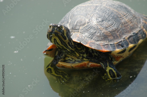 池のカメ photo