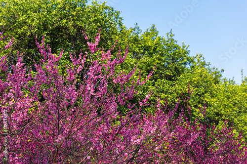 Wallpaper Mural Spring plum blossoms and park scenery in East Lake Plum Garden in Wuhan, Hubei Torontodigital.ca