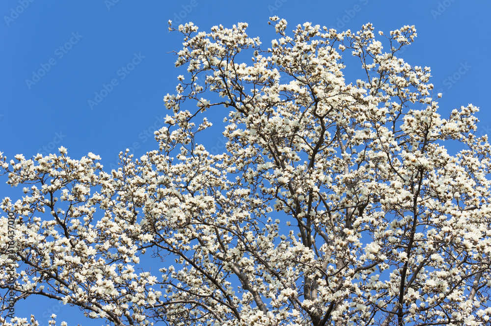 Spring plum blossoms and park scenery in East Lake Plum Garden in Wuhan, Hubei Spring plum blossoms and park scenery in East Lake Plum Garden in Wuhan, Hubei